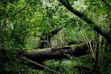 Les autres de ces bois - Patrick Dublé